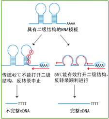 MLV反转录酶