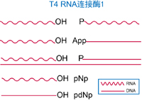 T4 RNA连接酶I
