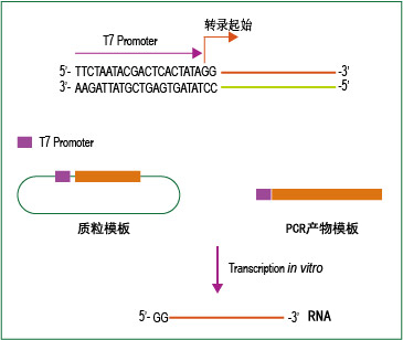 T7高产RNA合成试剂盒