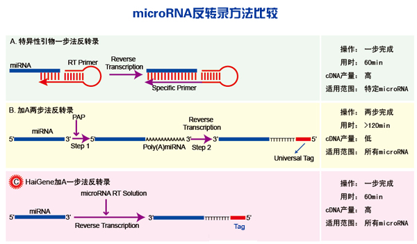 一步法microRNA反转录试剂盒