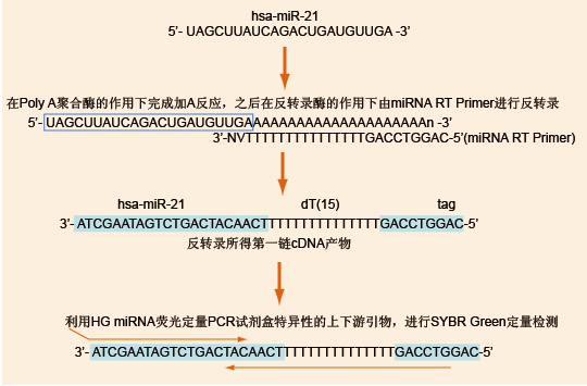 microRNA反转录原理