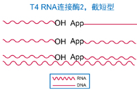 T4 RNA连接酶2