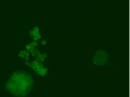 image 2022071305581738449